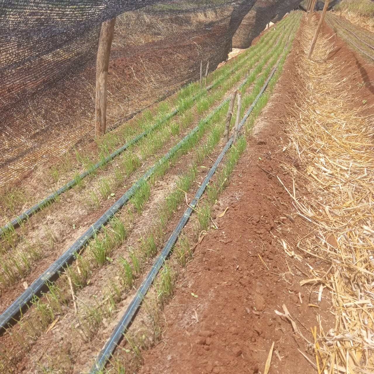 Farm Scenery